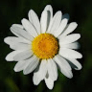 Meet your Posher, Carlye